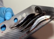 Balık sezonu denetimle başladı