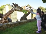 Hayvanat Bahçesinde çarşamba yüzde 50 indirim