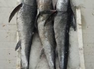 Uygunsuz avlanmaya geçit yok